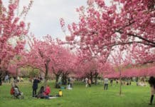 Máj v New Yorku? Rozkvetlý Brooklyn a pompézní róby v Metropolitním