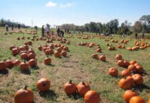 Americké podzimní radovánky: díl první