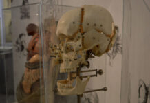 Pražská muzea obchází Smrt