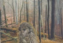 V tom lese žili lachtani a lidé s dírami v těle, ze kterých koukaly sovy, milé děti