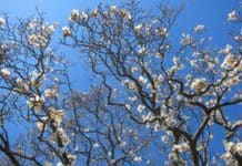 Festival Sakura Matsuri oficiálně uvítal jaro v New Yorku