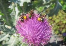 Park Wave Hill – ukrytý klenot New Yorku