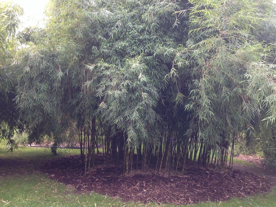 Londyn - Kew Gardens