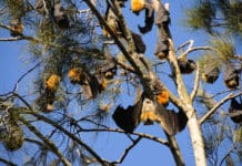 Austrálie, díl 1.: po východním pobřeží ze Sydney do Brisbane