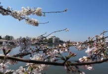 Washington D.C. rychle a zběsile