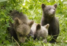 RECENZE filmu Příběh lesa: smečka vlků, brouk roháč i jestřábi