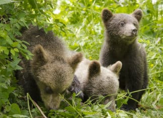RECENZE filmu Příběh lesa: smečka vlků, brouk roháč i jestřábi