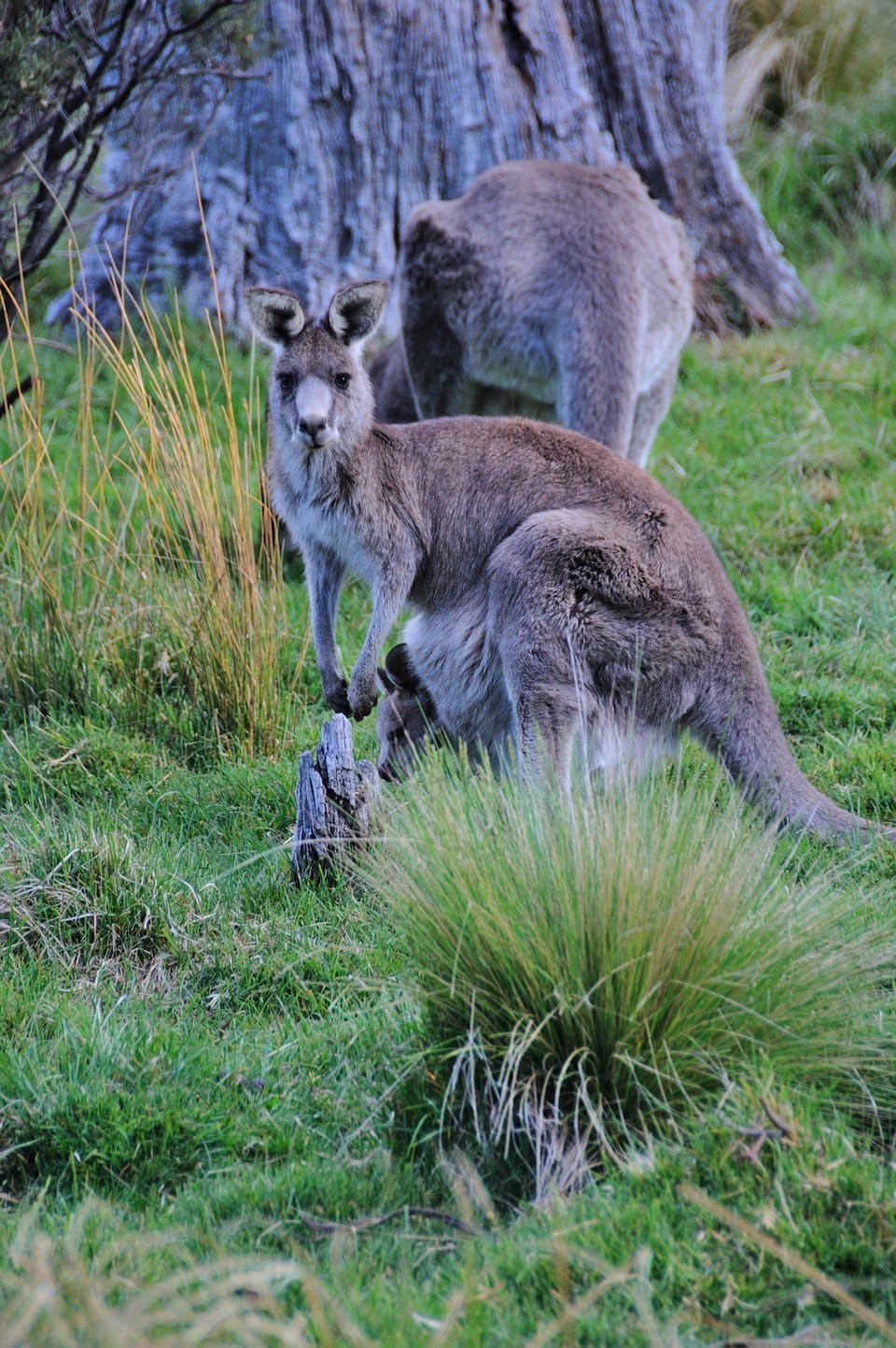 20141111.100855.klokani