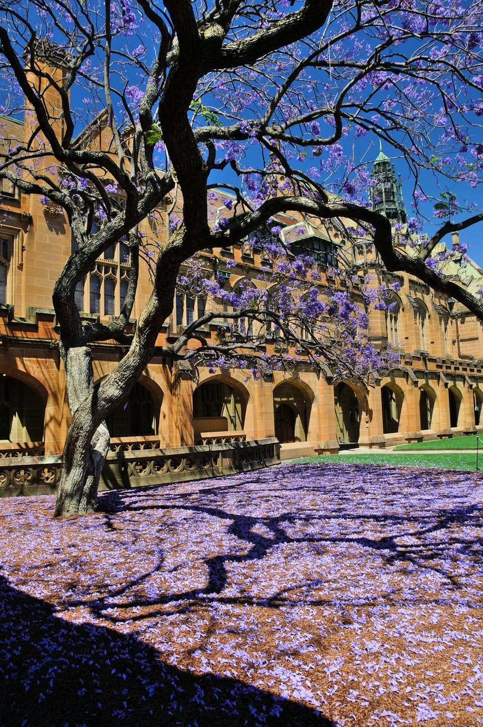 Australie jackaranda