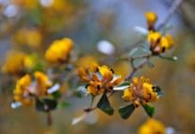 Austrálie IV. díl: Na střeše u protinožců