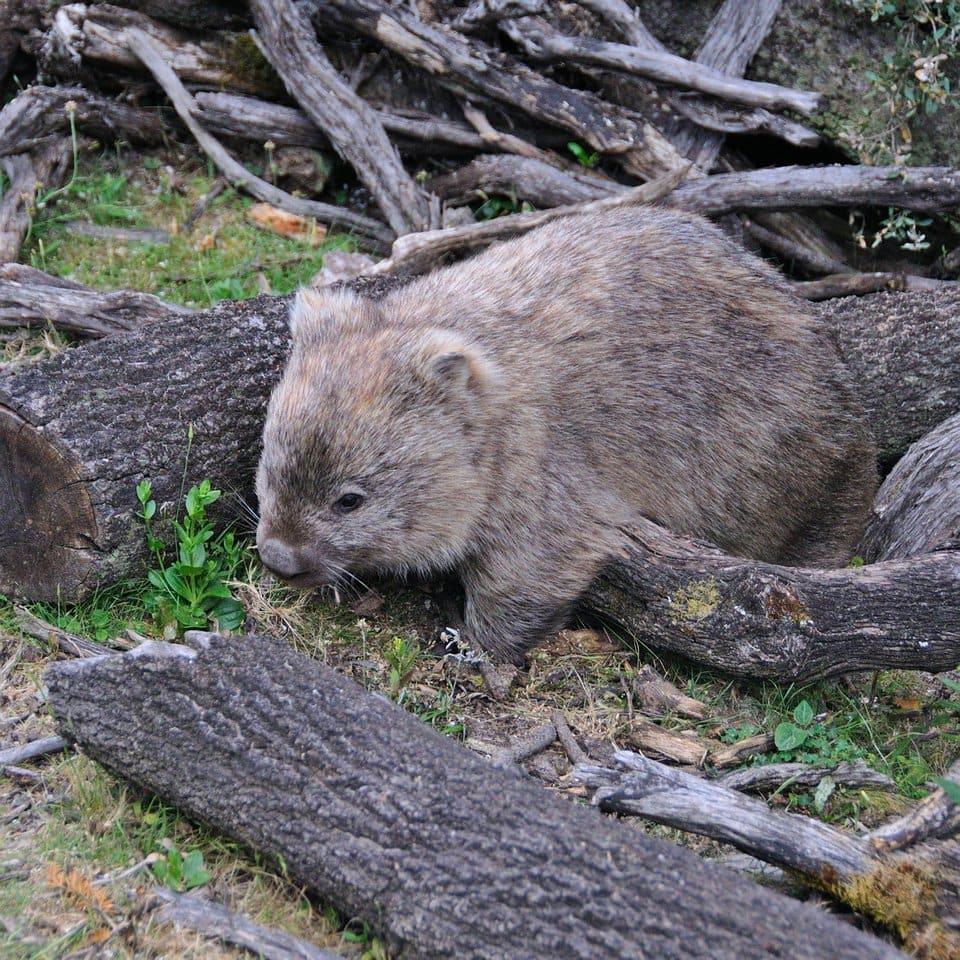 Australie 3 - pan wombat