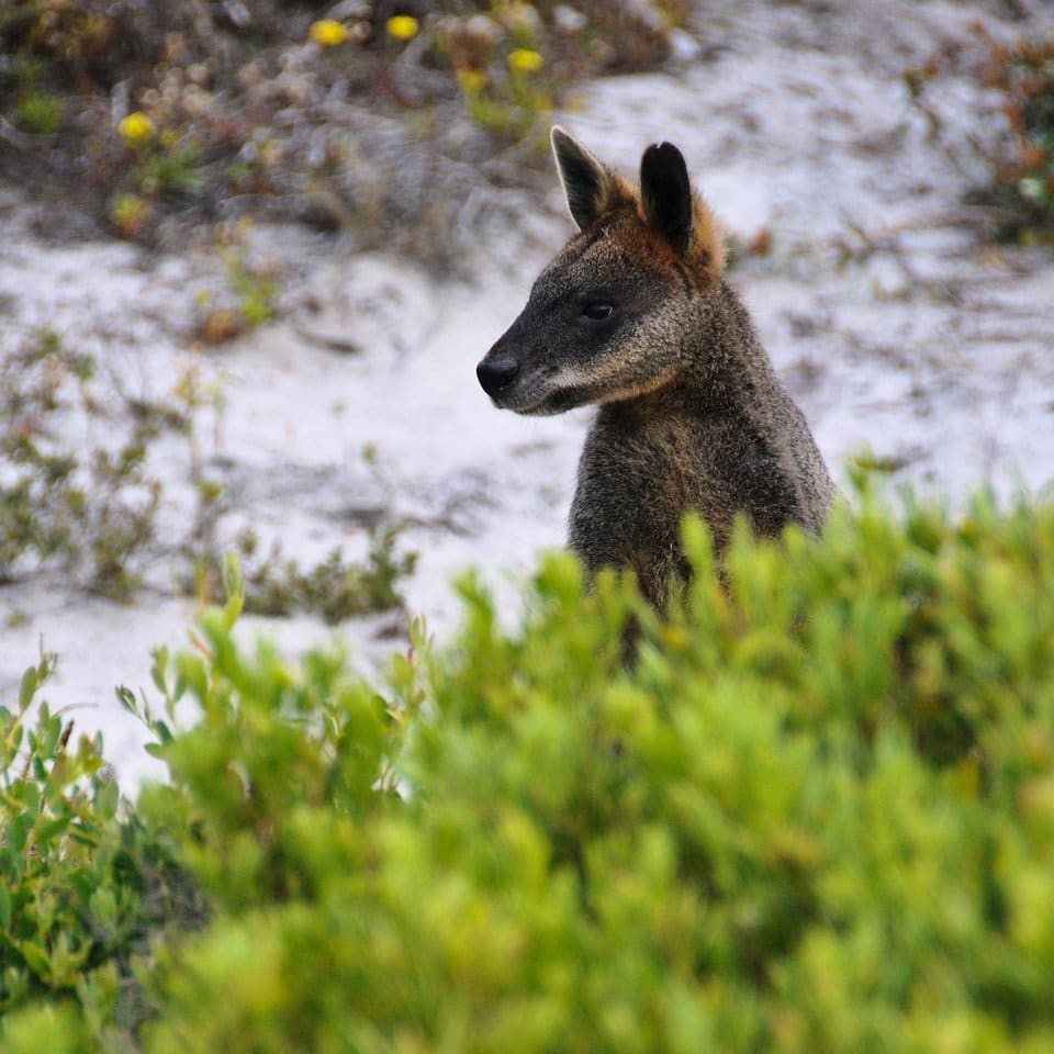 Australie 9 - klokan