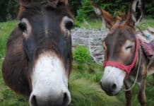 Rumunsko – část třetí: Hlavně nepropadat panice