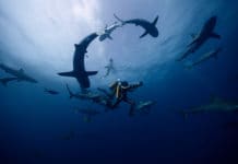 Cousteauova Odysea: Rodina je základ oceánu