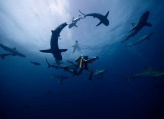 Cousteauova Odysea: Rodina je základ oceánu