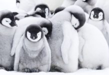 Recenze Putování tučňáků: Volání oceánu. Za tučňáky do Antarktidy