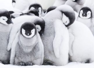 Recenze Putování tučňáků: Volání oceánu. Za tučňáky do Antarktidy