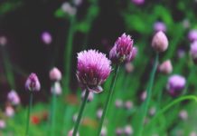 Staňte se bylinkovými mágy. Zkuste meduňku nebo šalvěj