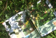 Knižní tip: Jak vnímat přírodu a naučit se její řeči? Poradí Encyklopedie naší přírody