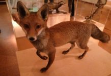 Derby Museum and Art Gallery: milé zpestření pobytu v East Midlands