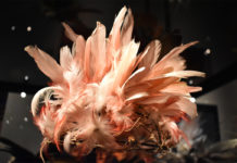 FOTOREPORT z výstavy Feathers ve Švédsku: Moc a půvab ptačího pírka