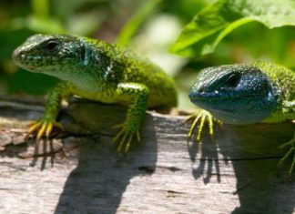 Dokument Planeta Česko: Divočina na dosah ruky