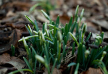 Jak přežít švédskou zimu? Radovat se z ní, co to jde