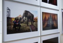 Czech Press Photo 2018: Umírající orangutan, Babiš v Jihlavě, exodus Rohingů i cirkus Humberto