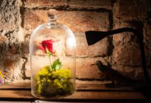 Eliška Podzimková přivezla islandského Malého prince do Vnitroblocku Eliška Podzimková – Malý princ