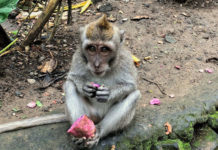 Bali: Jaké je to jíst, meditovat a milovat na ostrově bohů?