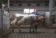 Film Daleko od Reykjavíku (2019): Revoluce po islandsku