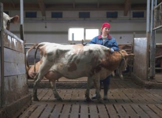 Film Daleko od Reykjavíku (2019): Revoluce po islandsku