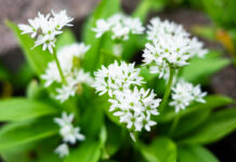 Bylinky pro začátečníky: Jedlá zahrádka ve vaší kuchyni