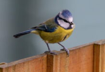 Ptačí budky a hmyzí hotely – vyrobte si je i vy a pomozte přírodě