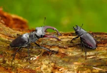 Dokument: Planeta Praha (2020). Příroda si cestu najde