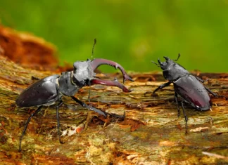 Dokument: Planeta Praha (2020). Příroda si cestu najde