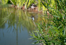 V Ostravě kvete první brownfieldová zahrada v Česku. Do plné krásy dospěje zhruba za sedm let