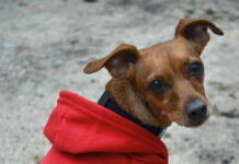 Hard Rock Cafe pomáhá opuštěným zvířatům