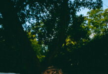 KONCERT: ALFIE JUKES Autorka fotografie: Rosie Carne