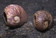 Pravěké ozdoby nalezené v Kateřinské jeskyni jsou více než 8000 let staré