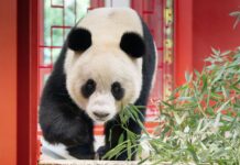 Vídeňská zoo hlásí pandí návrat