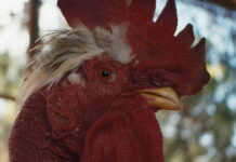 Slepice (2025): kam mám to vajíčko dát? Slepice