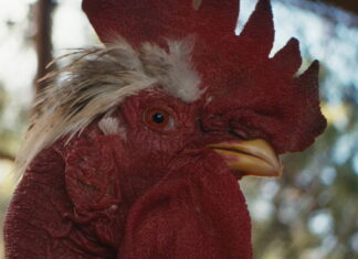 Slepice (2025): kam mám to vajíčko dát? Slepice