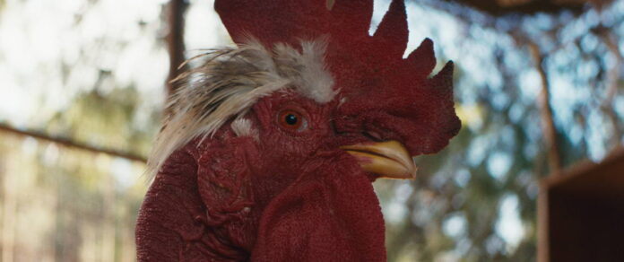 Slepice (2025): kam mám to vajíčko dát? Slepice